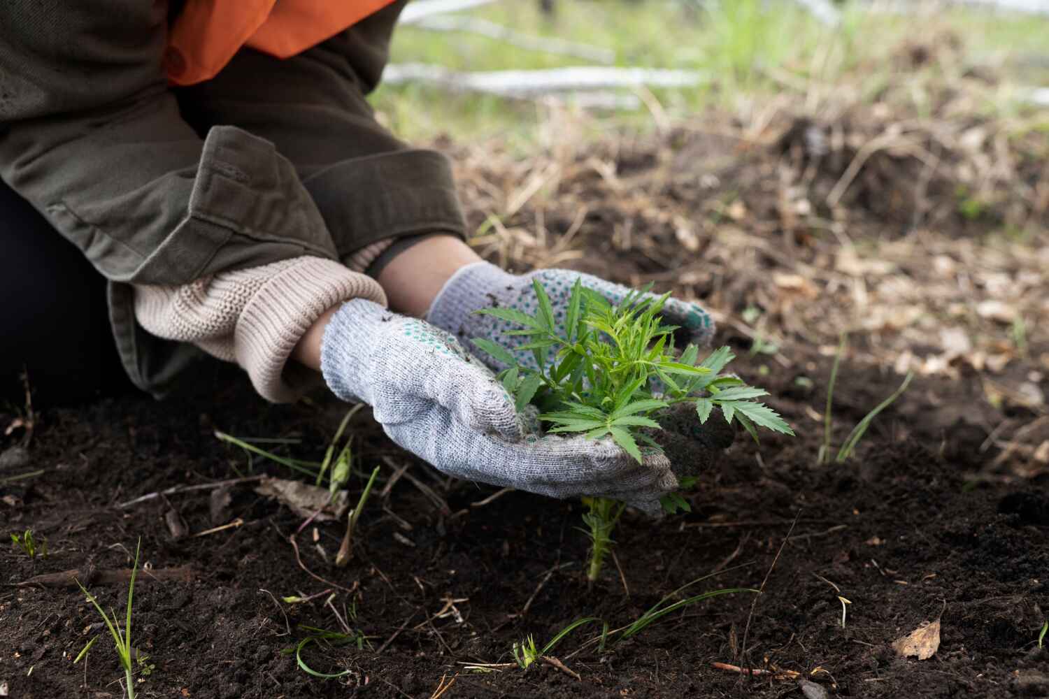 Best Tree Care Services  in Lake Belvedere Estates, FL